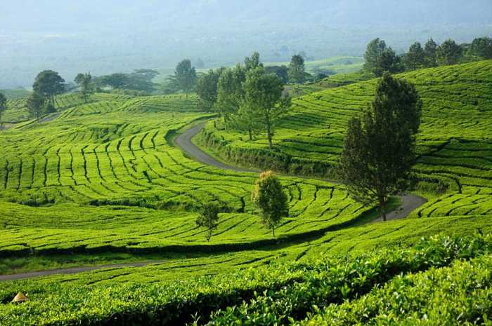 Kebun Teh 