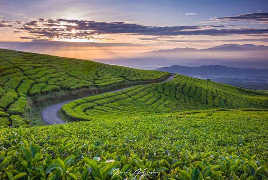 Kebun Teh 